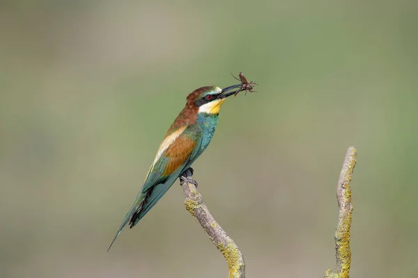 レインボー イーターは木の枝に挟まれている 鳥はメロピデスと呼ばれる鳥の家族から来ており トルコで発見されています — ストック写真