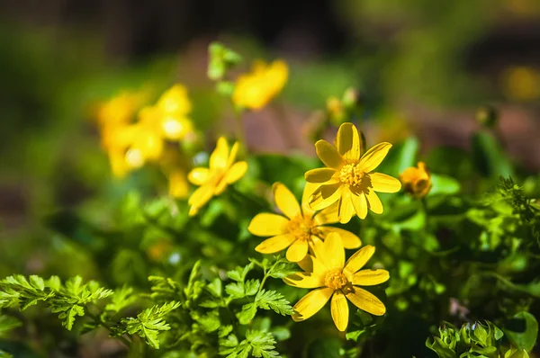 Flori galbene de primăvară — Fotografie, imagine de stoc