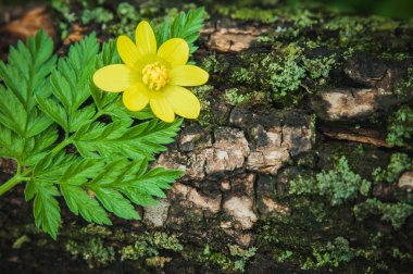 Ağaç kabuğu üzerinde anemon çiçeği