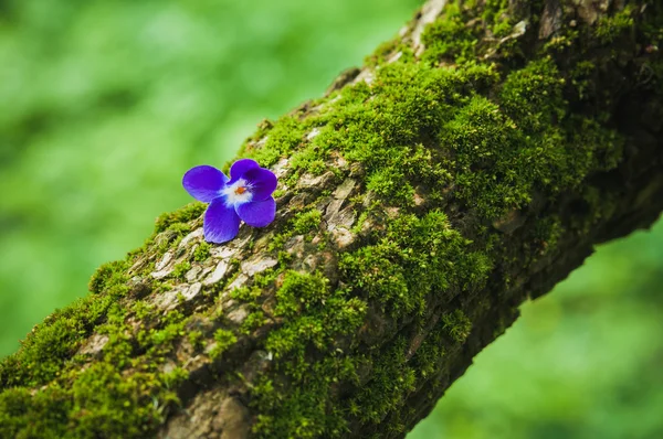 A fa kérgét lila virág — Stock Fotó