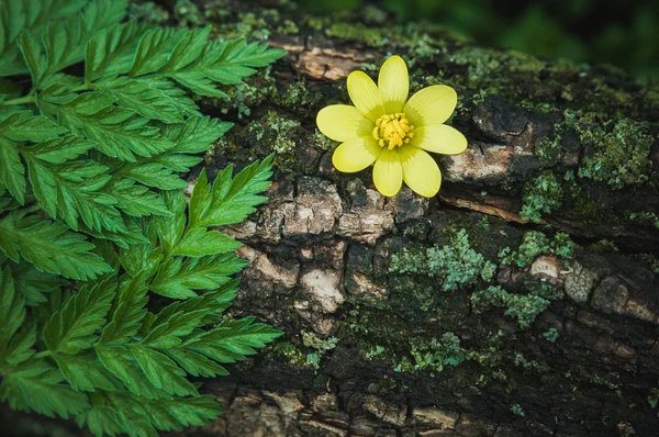 Fleur d'anémone sur l'écorce de l'arbre — Photo