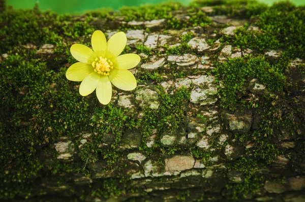 Anemone flower on the tree bark — Stock Photo, Image