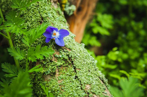 Violet flower on the tree bark — Stock Photo, Image
