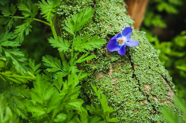 Violet flower on the tree bark — Stock Photo, Image