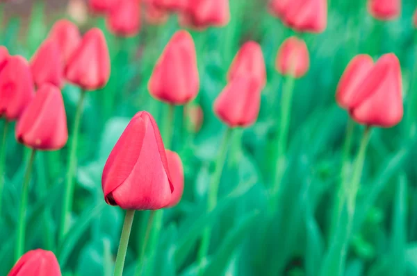 Red tulips background — Stock Photo, Image