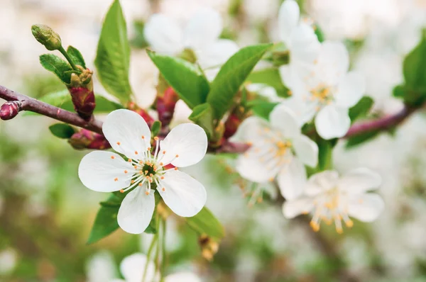Cherry bloemen op de tak — Stockfoto