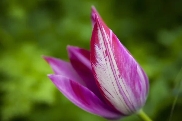 Purple tulip background — Stock Photo, Image