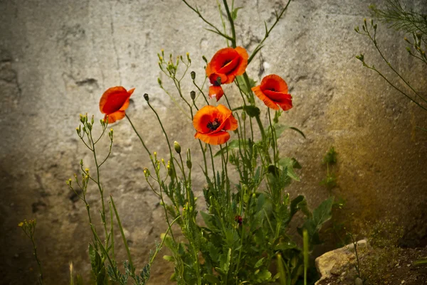 stock image Red poppies