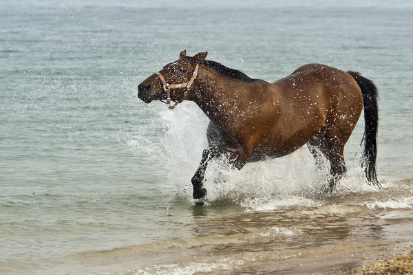 海岸の馬は — ストック写真