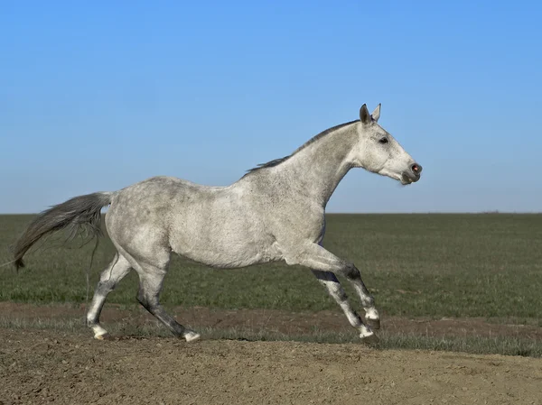 Cavalo cinzento — Fotografia de Stock