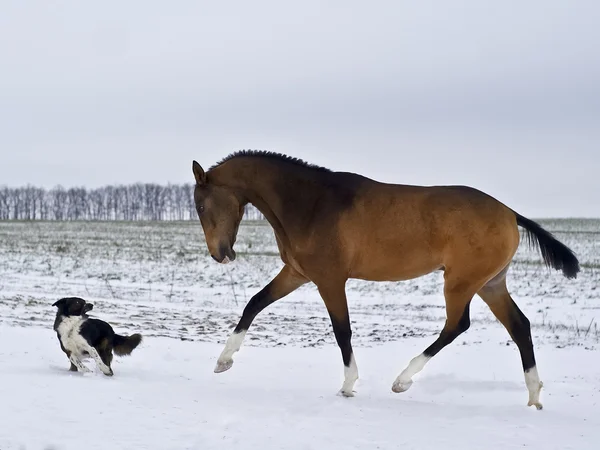 güderi akhal-teke aygır