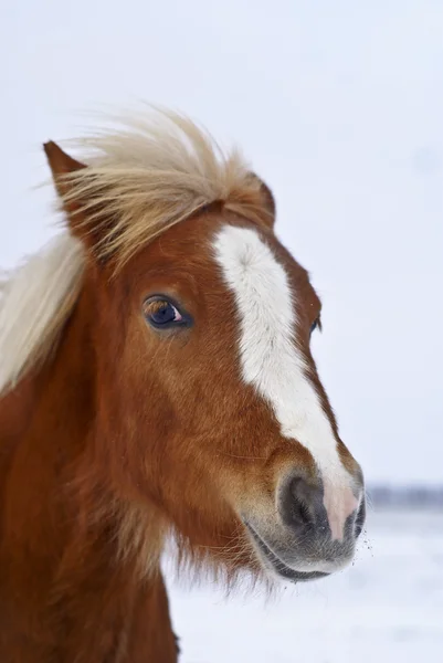 Red foal pony — Stok Foto