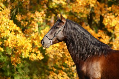 siyah Endülüs aygır portresi