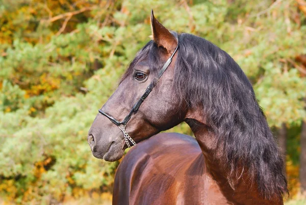 siyah Endülüs aygır portresi
