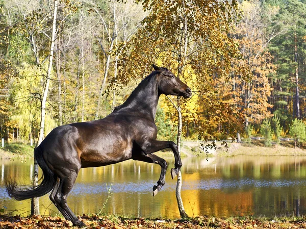 Cavallo allevato — Foto Stock