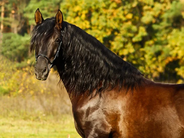 黑色安达卢西亚种马的肖像 — 图库照片
