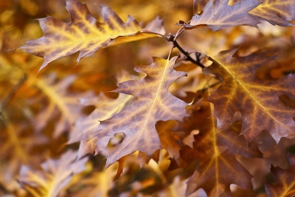 Renkli sonbahar yaprakları