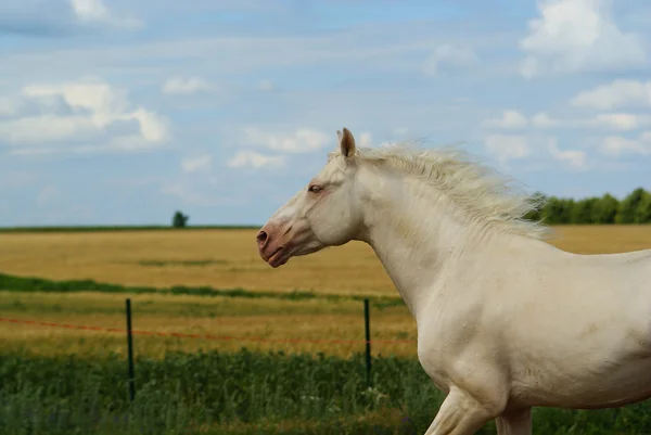 Pferd — Stockfoto