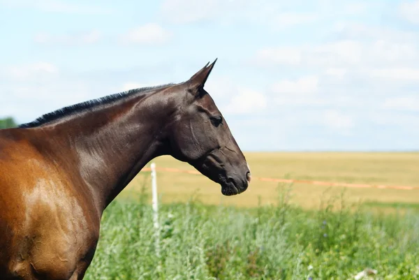 Horse — Stock Photo, Image