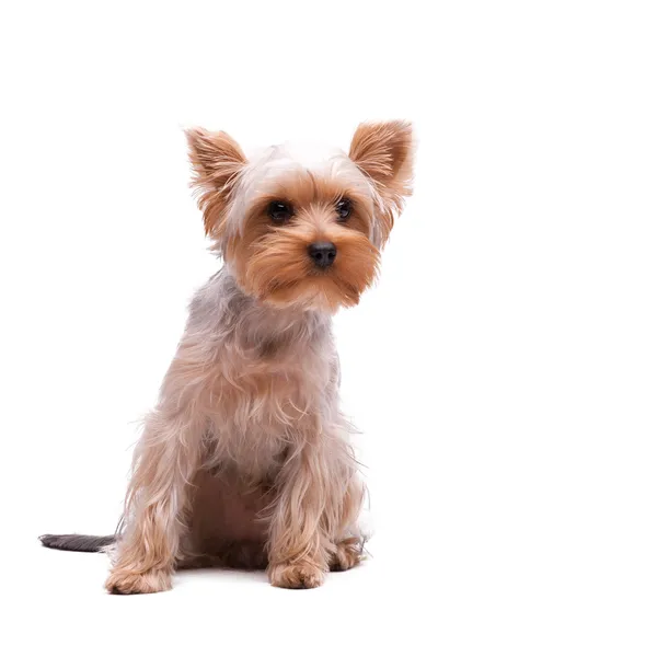 Cachorro yorkshire terrier en el fondo blanco — Foto de Stock