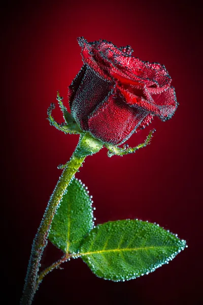 Rosa con bolle — Foto Stock