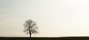 Yalnız bir ağaç