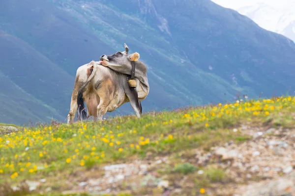 Vache dans une prairie alpine — Photo