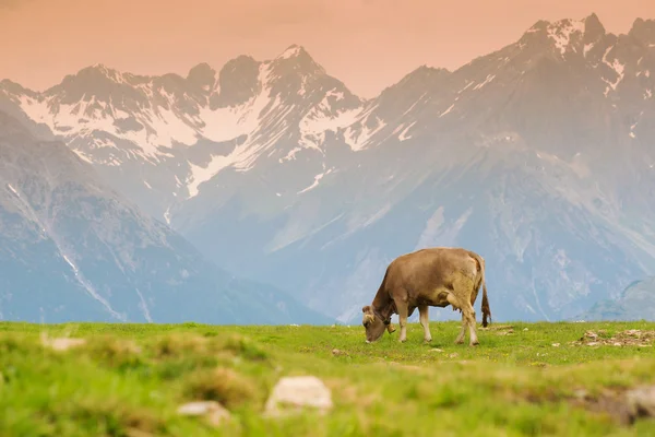 Vacca in un prato alpino — Foto Stock