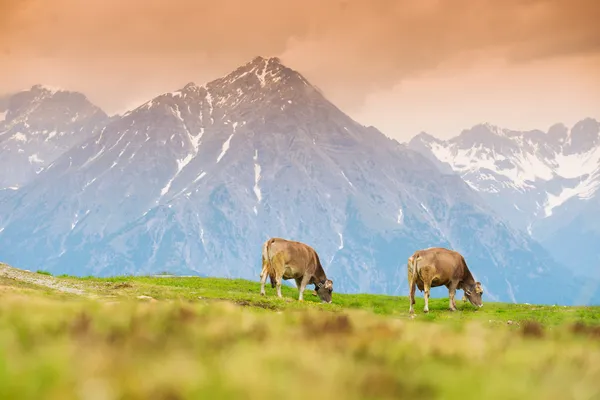 Vaches dans une prairie alpine — Photo