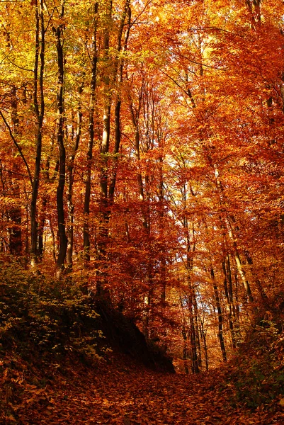 Yapraklar sonbaharda ormanda — Stok fotoğraf