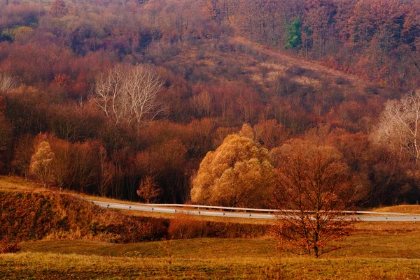Schöner roter und orangefarbener Herbstwald — Stockfoto