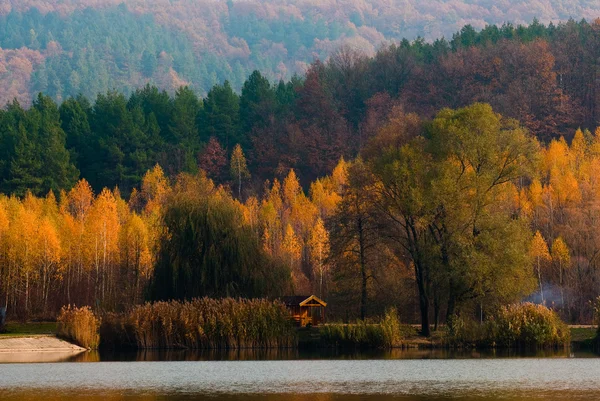 ป่าฤดูใบไม้ร่วงที่มีสีสัน — ภาพถ่ายสต็อก