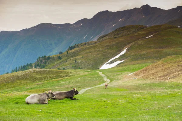 Mucche in un prato alpino — Foto Stock