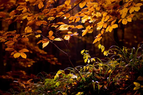 Leuchtend buntes Laub an den Zweigen im Herbstwald. — Stockfoto