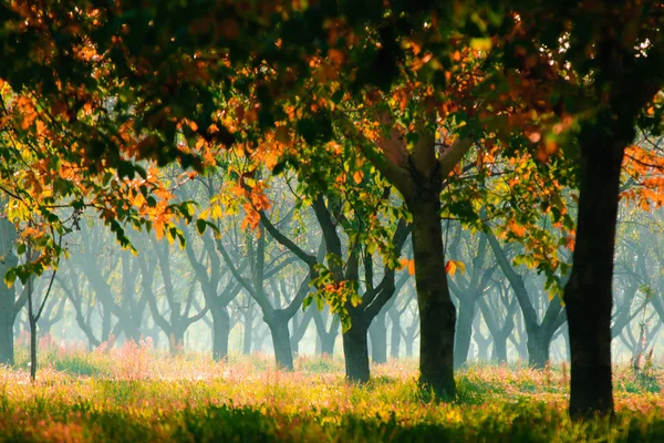 Forêt d'automne — Photo