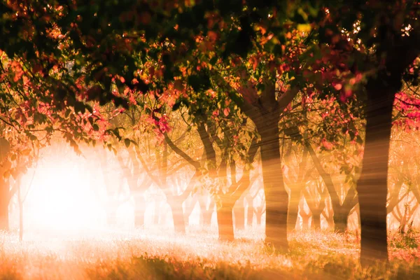 Bosque de otoño —  Fotos de Stock