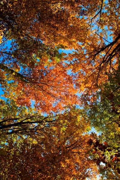 Cupola di foglie di colori — Foto Stock