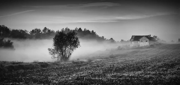Alkonyatkor ködös erdő — Stock Fotó