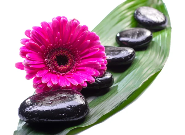 Piedras de spa con margarita sobre hoja verde — Foto de Stock