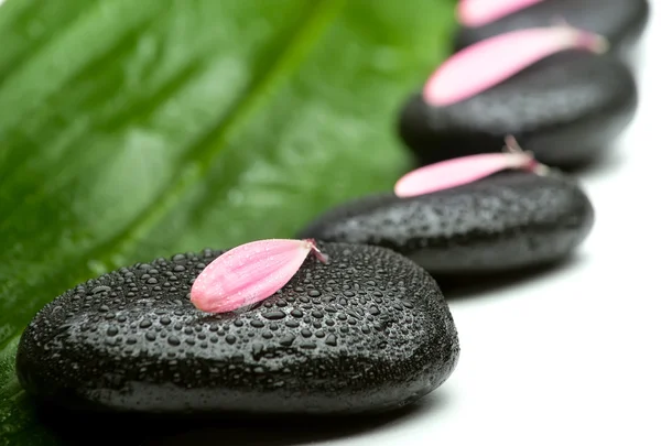 Spa stones with petals on green leaf — Stock Photo, Image