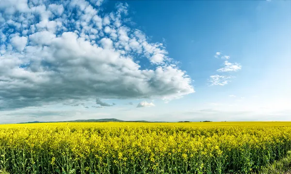 Hermoso campo de trigo verde — Foto de Stock
