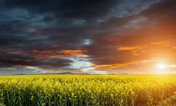 Bellissimo campo di grano verde — Foto Stock