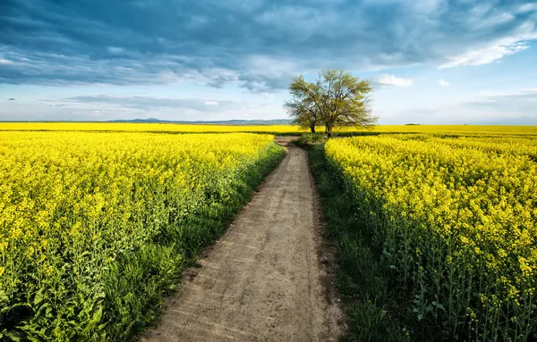 Campo de Colza — Fotografia de Stock