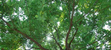 Bereketli yapraklar, üst üste yığılmış yeşil yapraklar, yaz öğleden sonra yaprakların arasından düşen güneş ışığı.