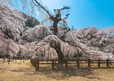 Saitama, chichibu - 20 Mart 2022: Saitama vilayetinin doğal hazinesinin arka görünüşü, edohiganzakura adı verilen ağlayan kiraz ağacı 1423 yılında Budist Seiunji Tapınağı 'na dikildi..