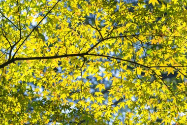 Natural background depicting a branch of Japanese momiji maple tree in autumn with yellow leaves and foliages all over illuminated by a backlight sun against a shallow depth of field and bokeh balls.