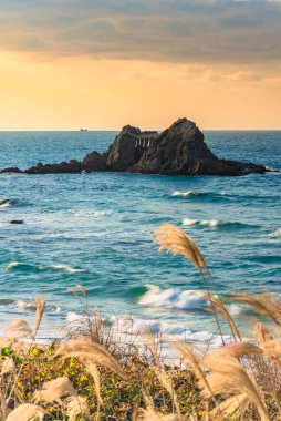 Maiden silvergrass plants flowering along the beach of Fukuoka with waves breaking in front of the Sakurai Futamigaura's Couple Stones protected by a sacred shimenawa hemp or straw rope at sunset.