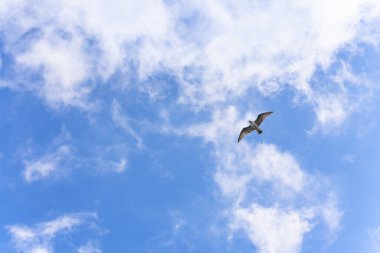 Mavi gökyüzünde uzanan kanatları ile uçan martı ya da martı adı verilen Japon deniz kuşunun alçak açılı görüntüsü.