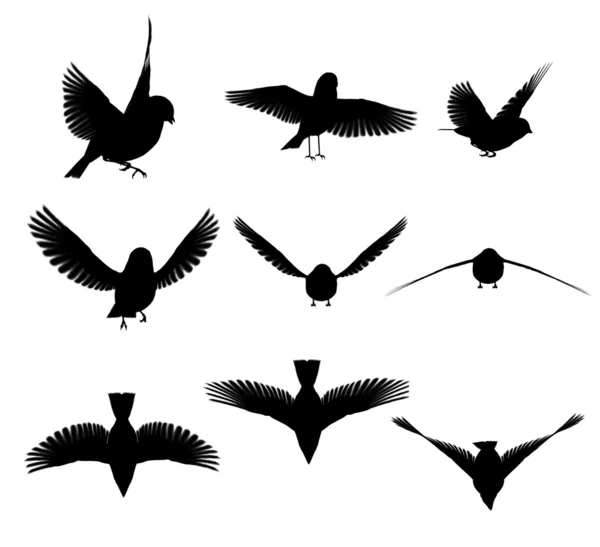 Silhouette bird — Stock Photo, Image