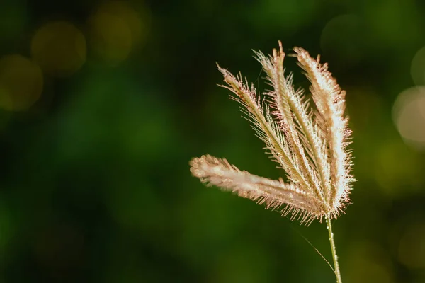 草を閉じてぼかし緑の自然背景 — ストック写真